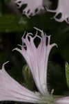 Eastern fringed catchfly